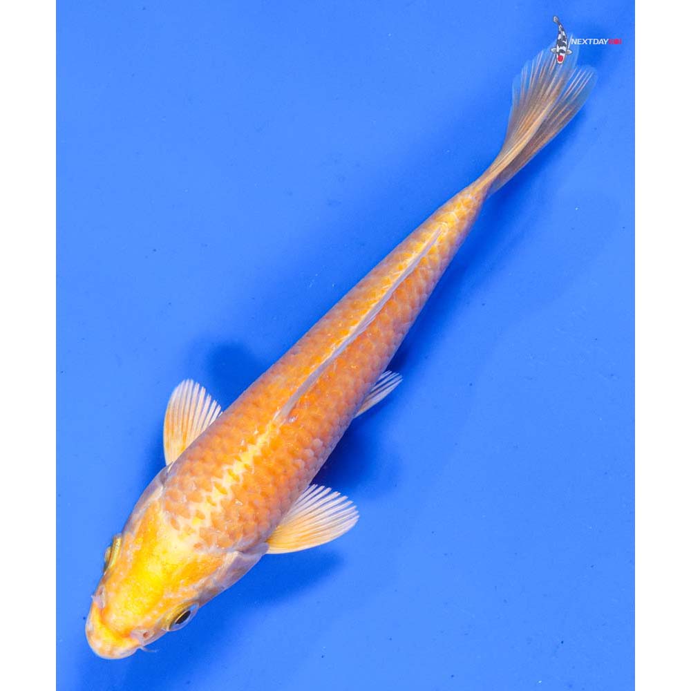 5” Imported Yamabuki Ogon