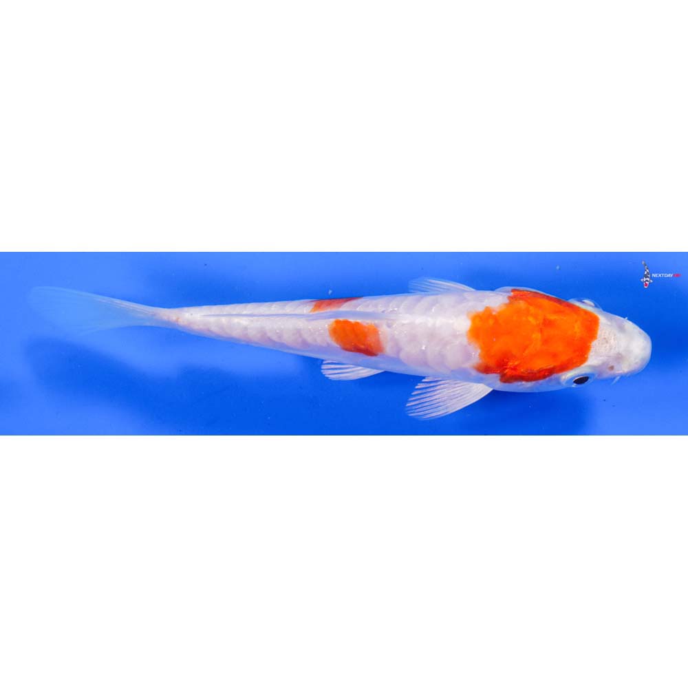 5” Imported Kikusui