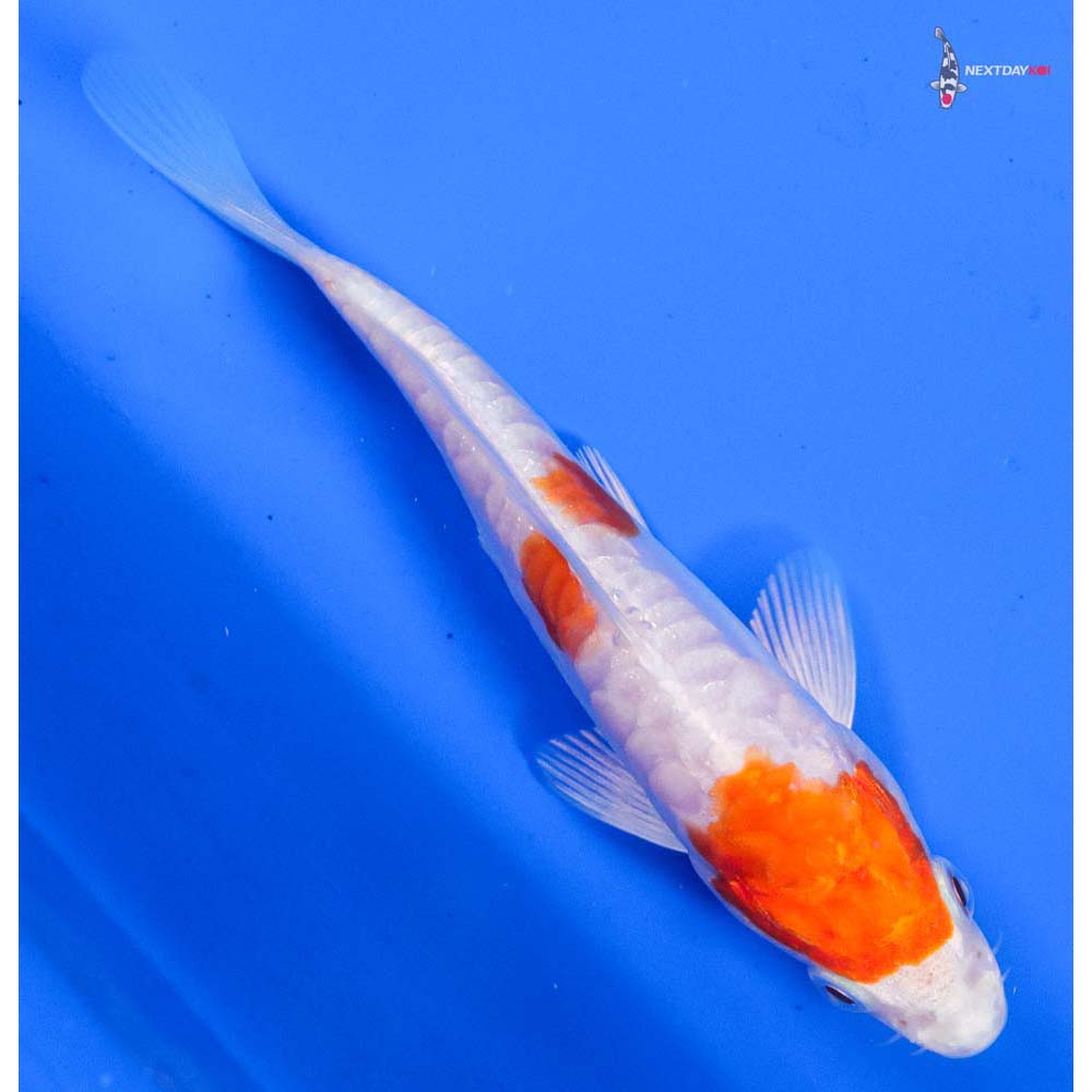 5” Imported Kikusui