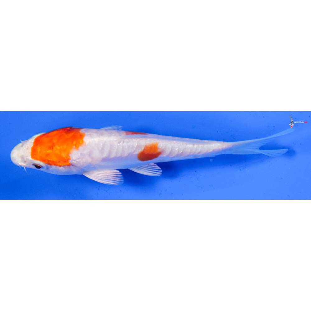 5” Imported Kikusui
