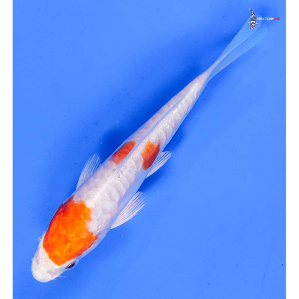 5” Imported Kikusui