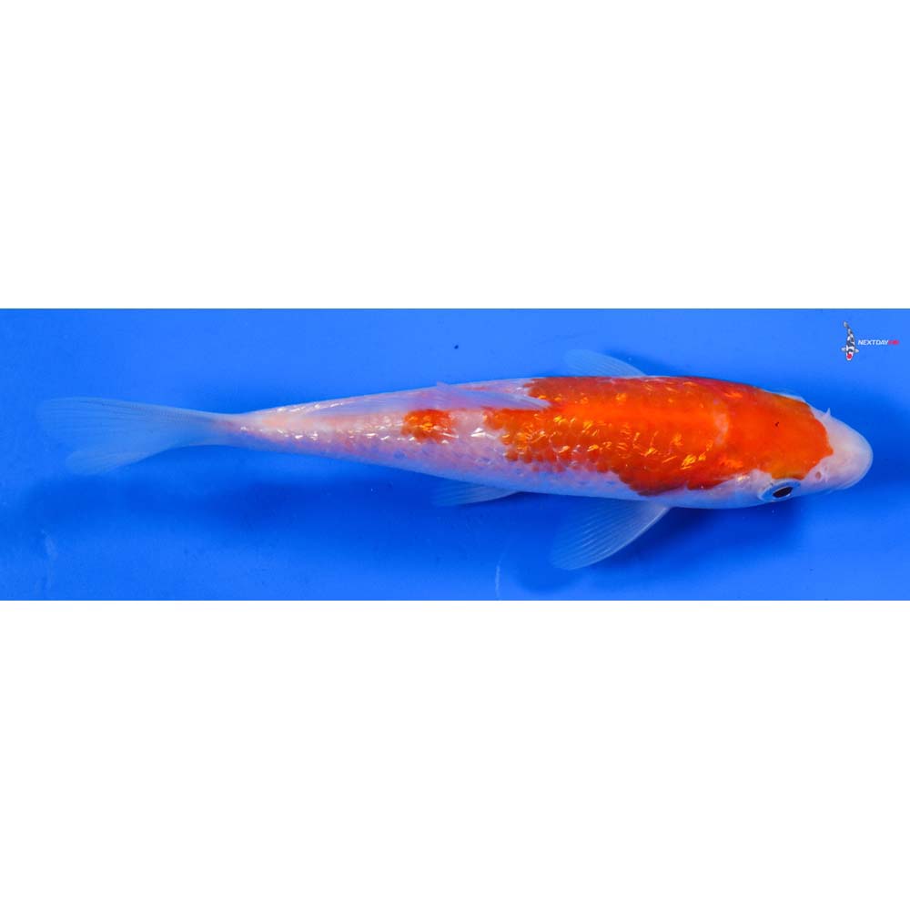 5” Imported Gin Rin Kohaku