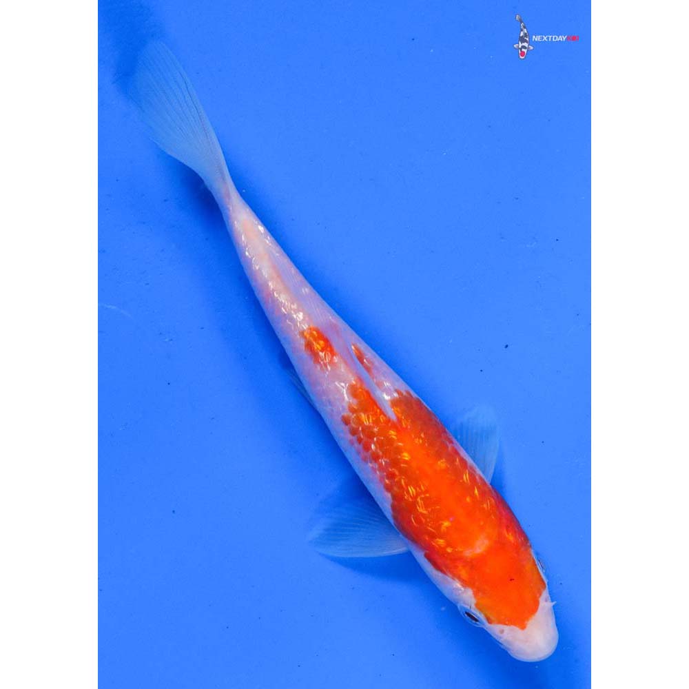 5” Imported Gin Rin Kohaku