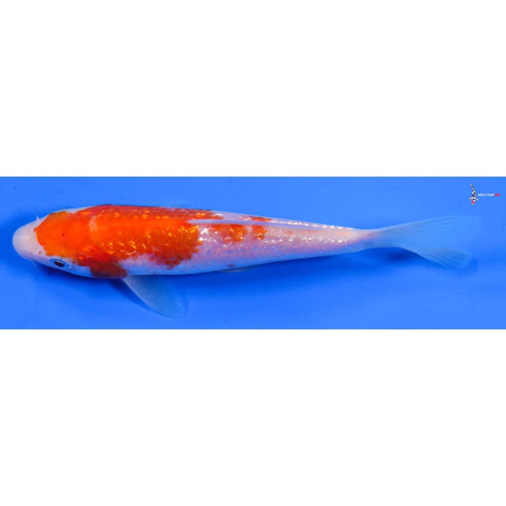 5” Imported Gin Rin Kohaku