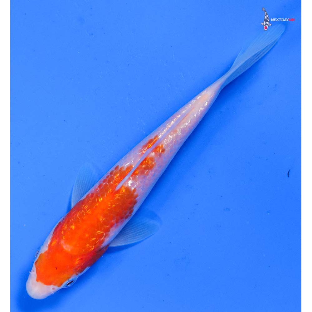 5” Imported Gin Rin Kohaku