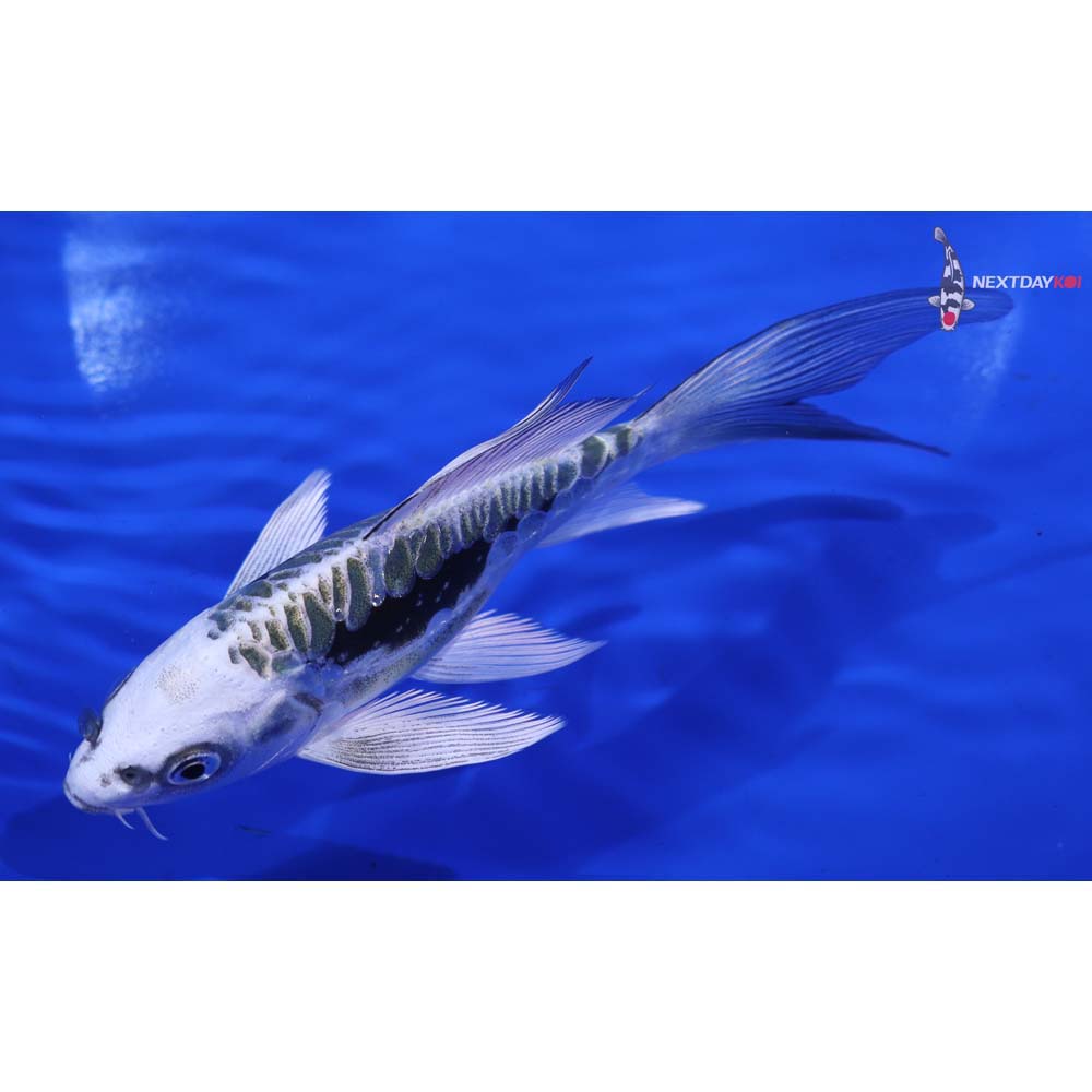 5.5” Imported Kikokuryu Butterfly Koi