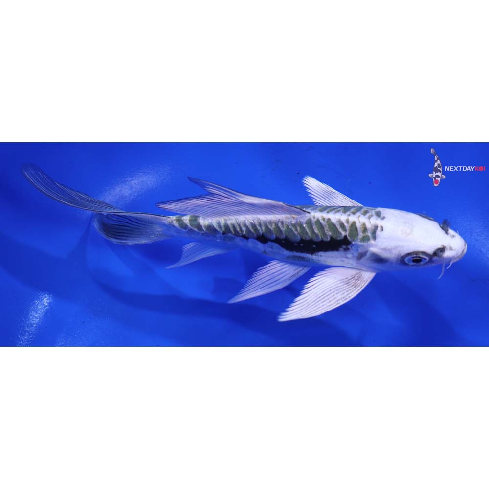 5.5” Imported Kikokuryu Butterfly Koi