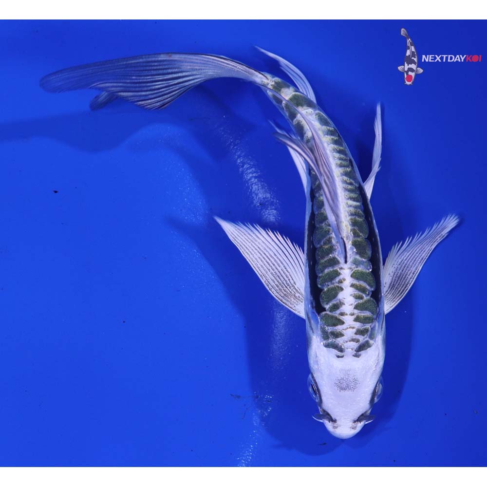 5.5” Imported Kikokuryu Butterfly Koi