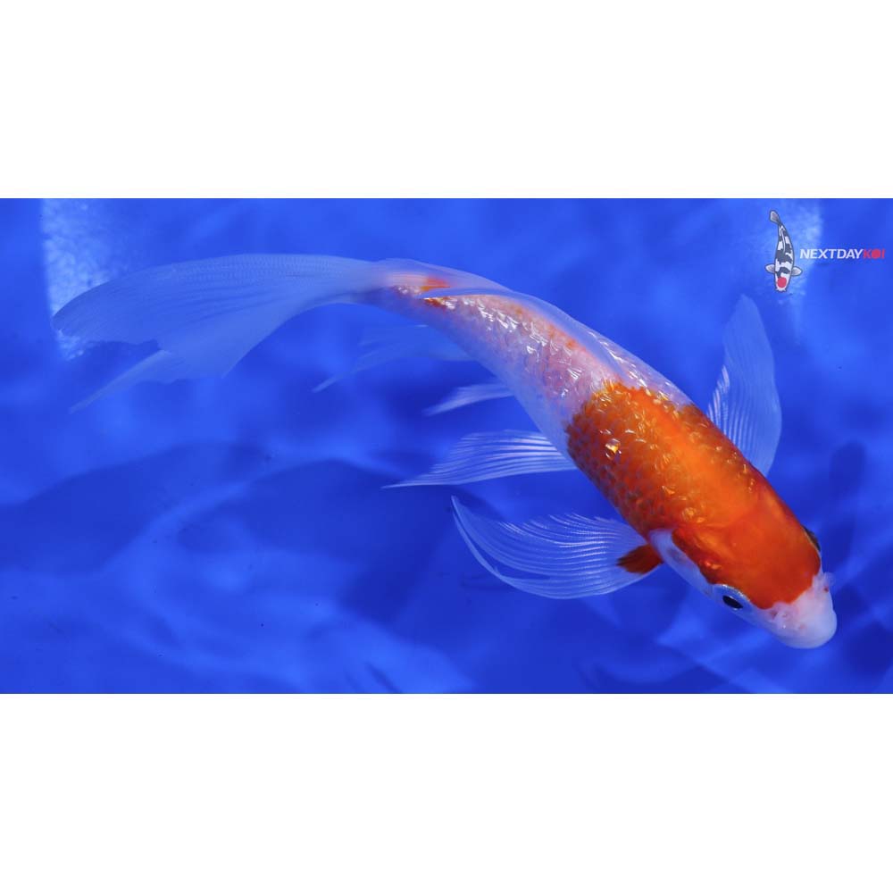 6” Imported Gin Rin Kohaku Butterfly Koi