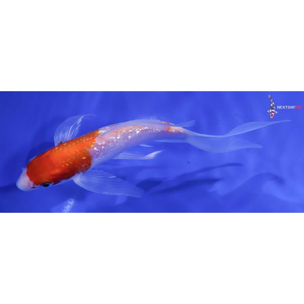 6” Imported Gin Rin Kohaku Butterfly Koi