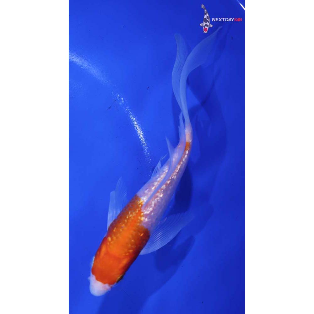 6” Imported Gin Rin Kohaku Butterfly Koi