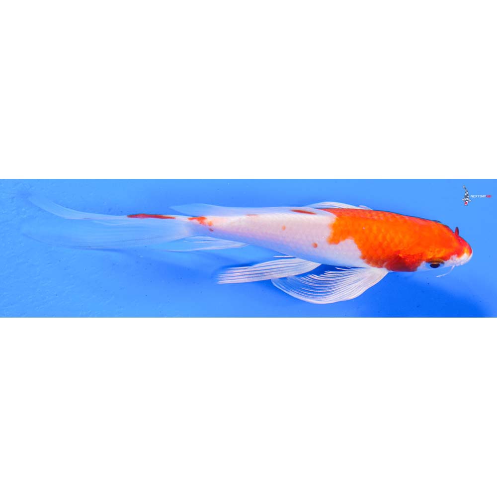 6” Imported Hariwake Butterfly Koi