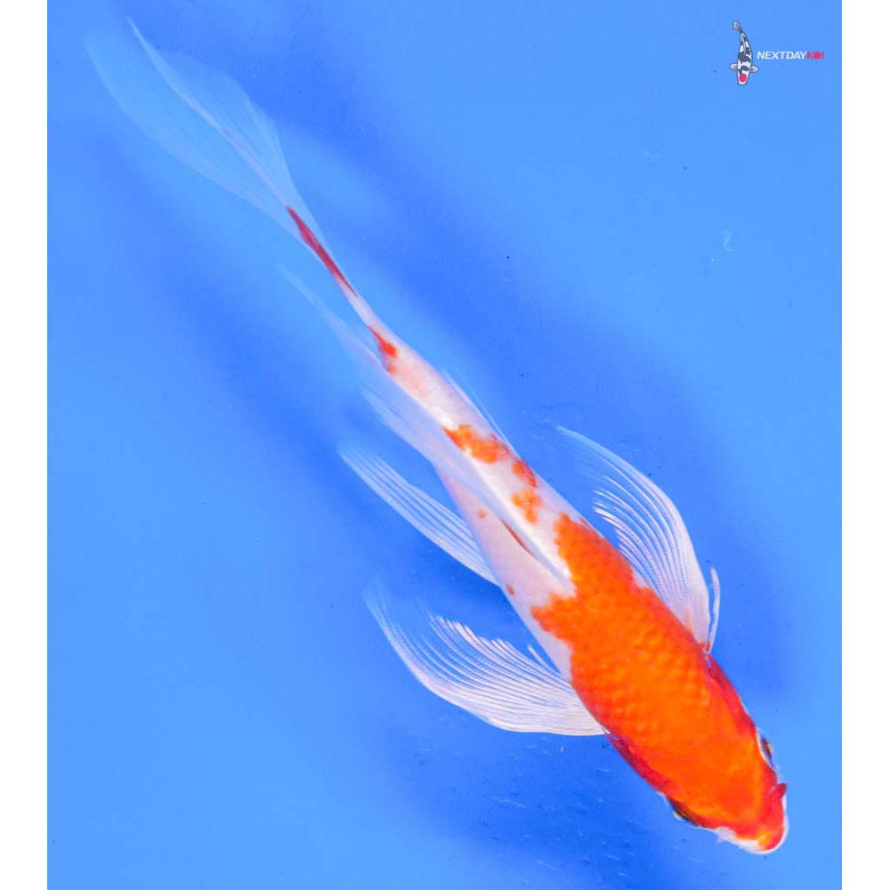 6” Imported Hariwake Butterfly Koi