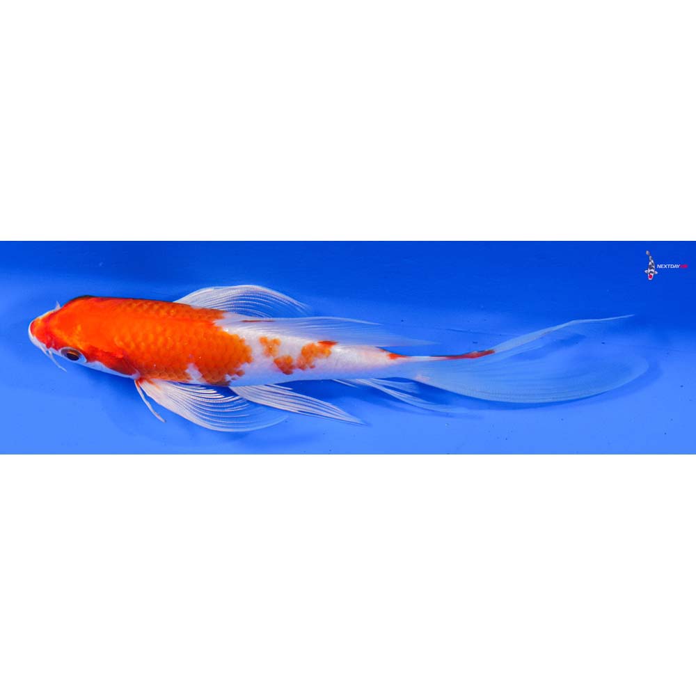 6” Imported Hariwake Butterfly Koi
