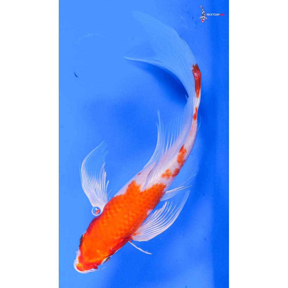 6” Imported Hariwake Butterfly Koi