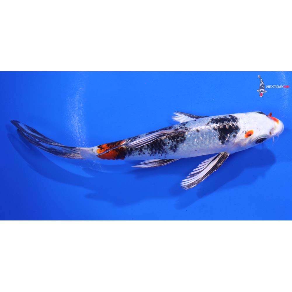 5.5” Imported Yamato Nishiki Butterfly Koi