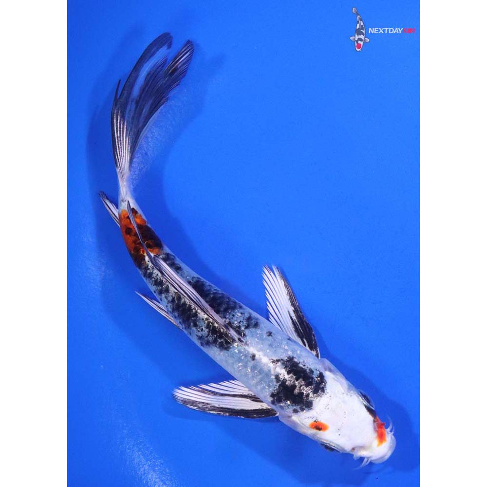 5.5” Imported Yamato Nishiki Butterfly Koi