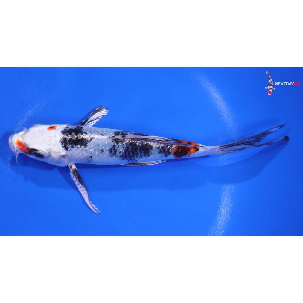 5.5” Imported Yamato Nishiki Butterfly Koi