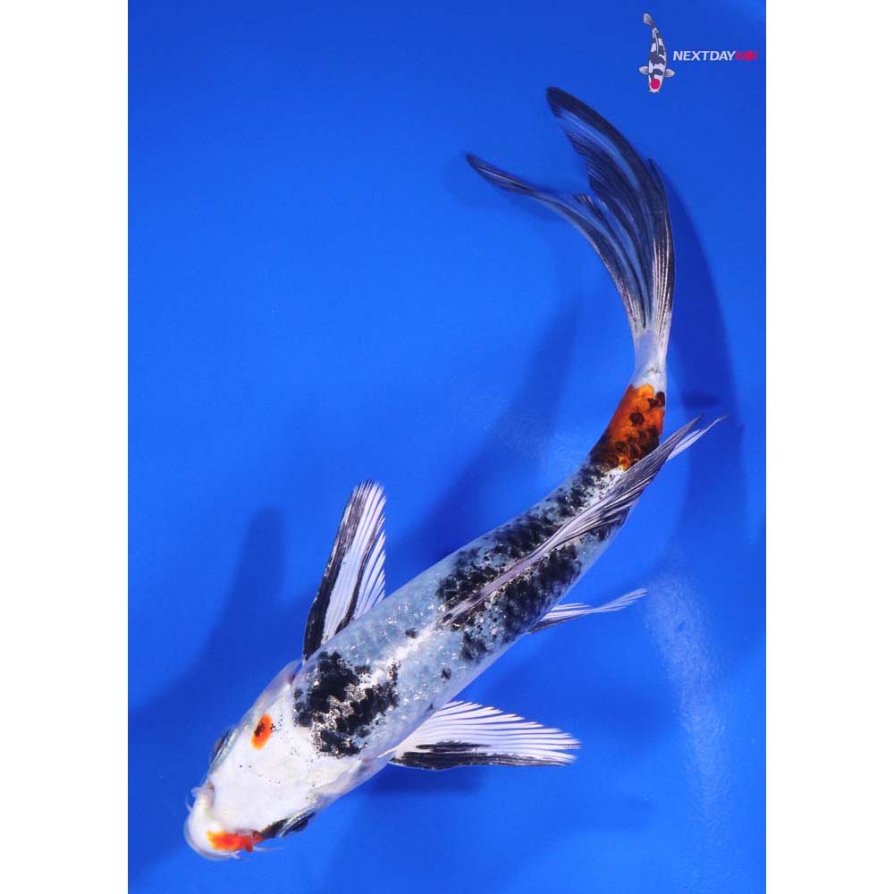 5.5” Imported Yamato Nishiki Butterfly Koi