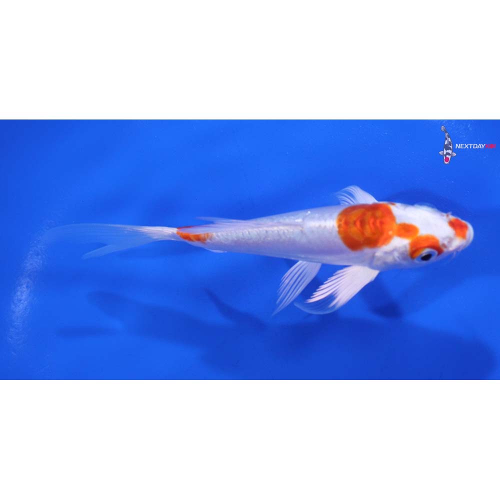 5” Imported Kikusui Butterfly Koi