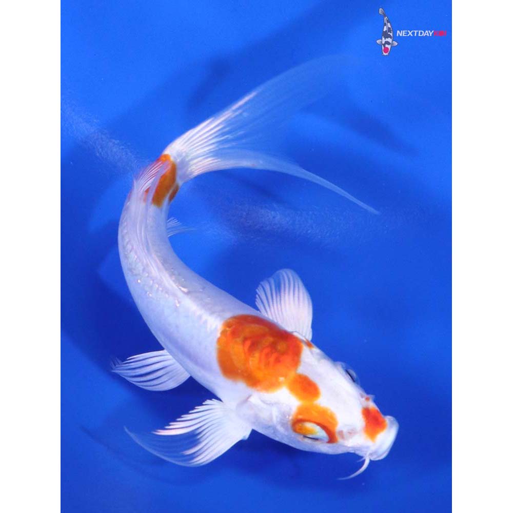 5” Imported Kikusui Butterfly Koi