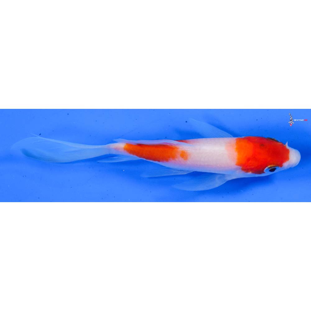 4.5” Imported Kohaku Butterfly Koi