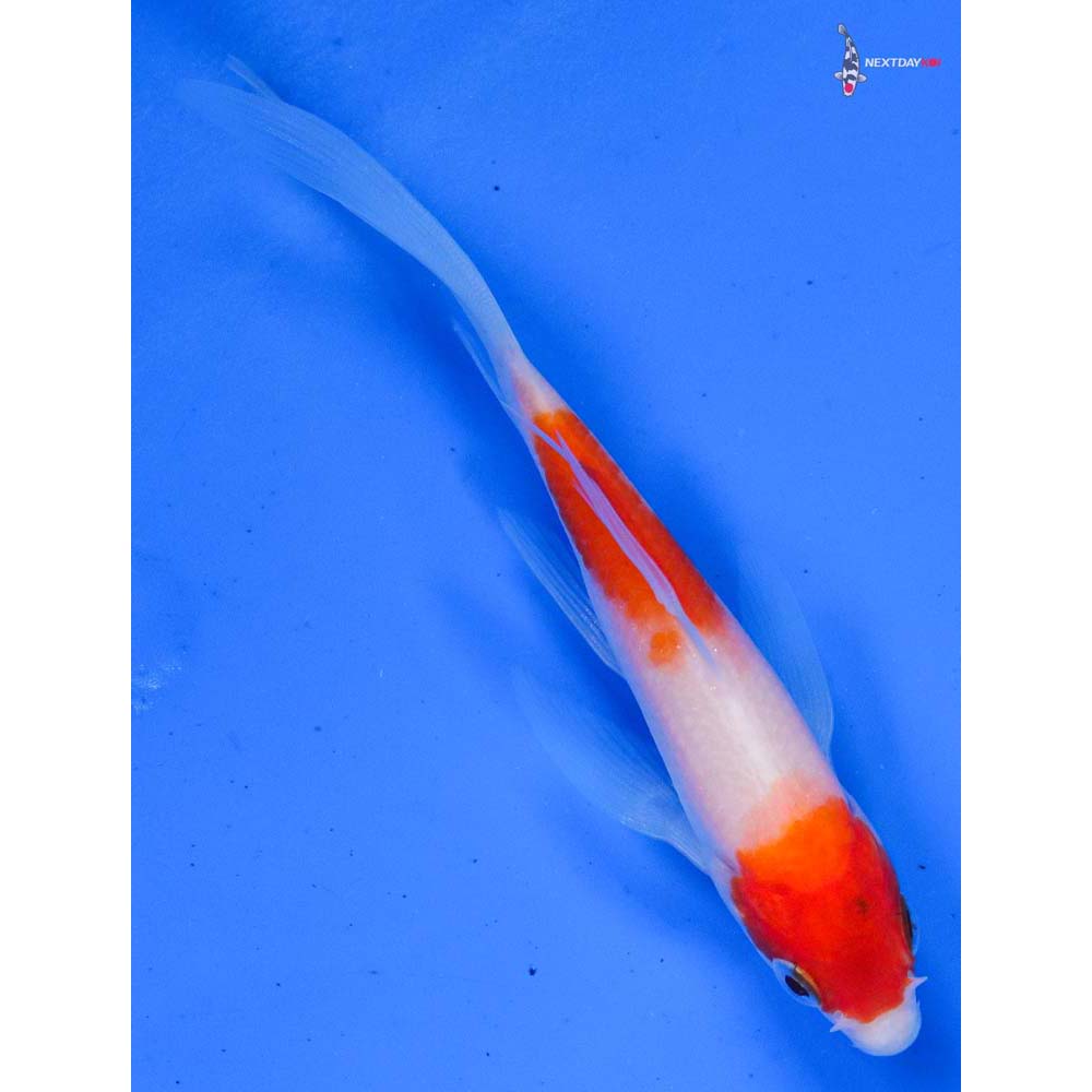 4.5” Imported Kohaku Butterfly Koi