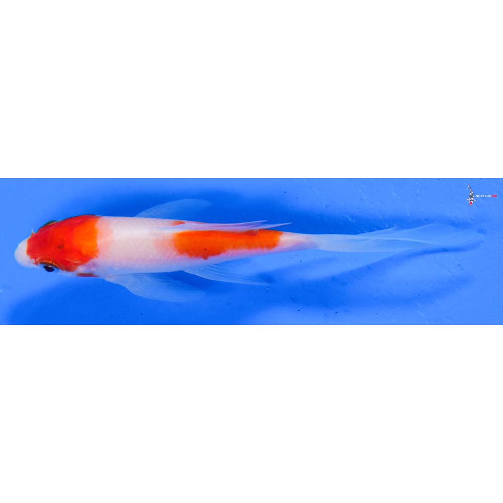 4.5” Imported Kohaku Butterfly Koi