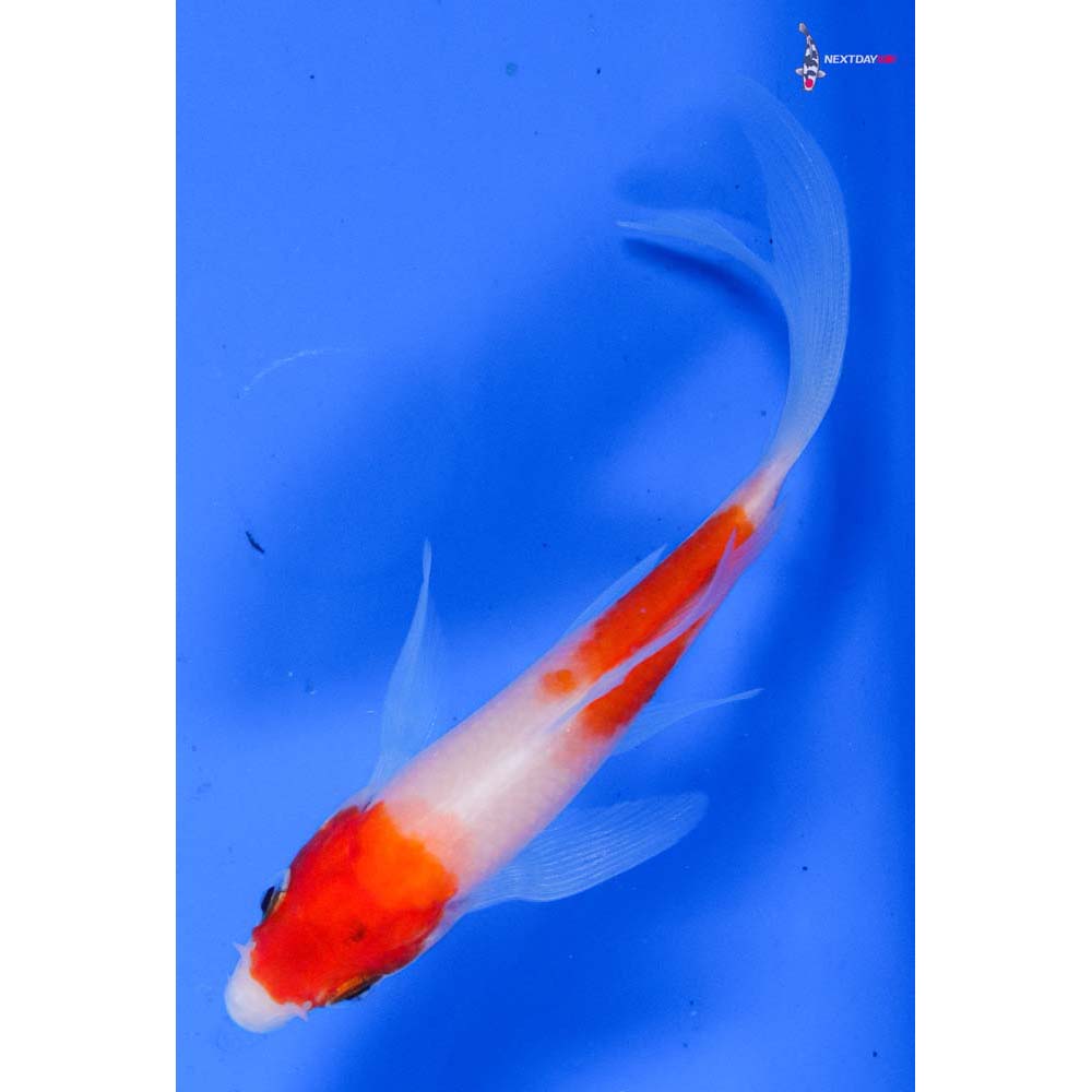 4.5” Imported Kohaku Butterfly Koi