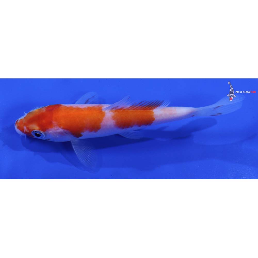 4” Imported Kohaku