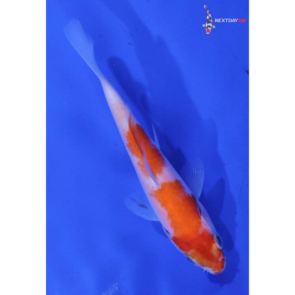 4” Imported Kohaku