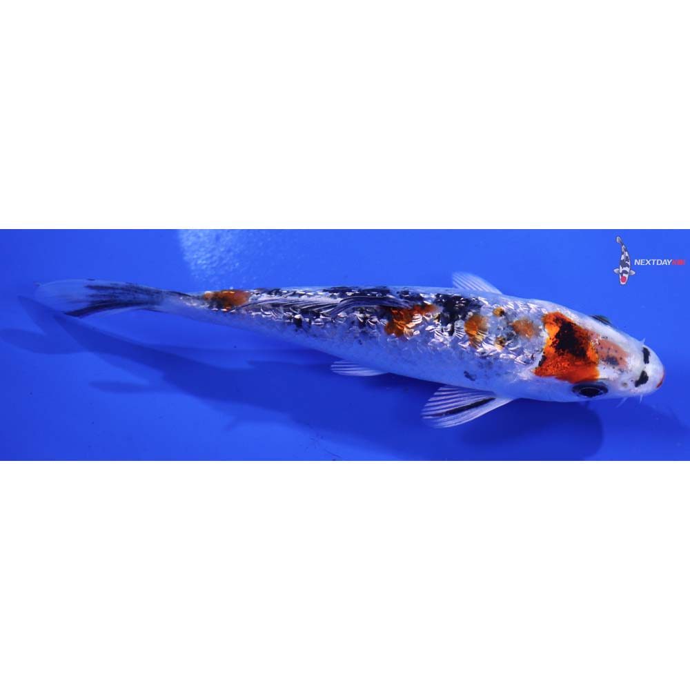 4.5” Imported Gin Rin Yamato Nishiki
