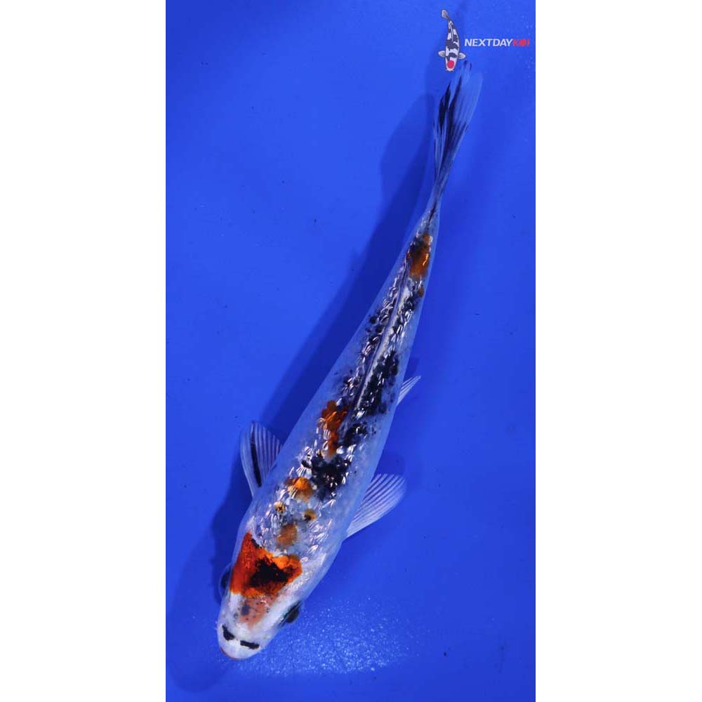 4.5” Imported Gin Rin Yamato Nishiki