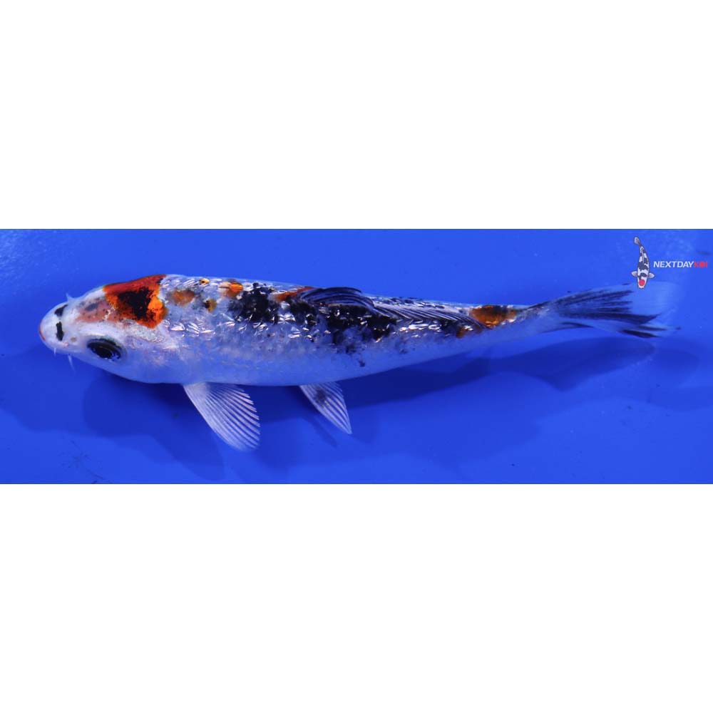 4.5” Imported Gin Rin Yamato Nishiki