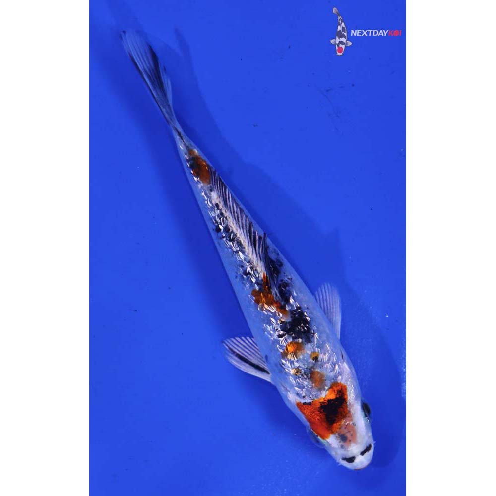 4.5” Imported Gin Rin Yamato Nishiki