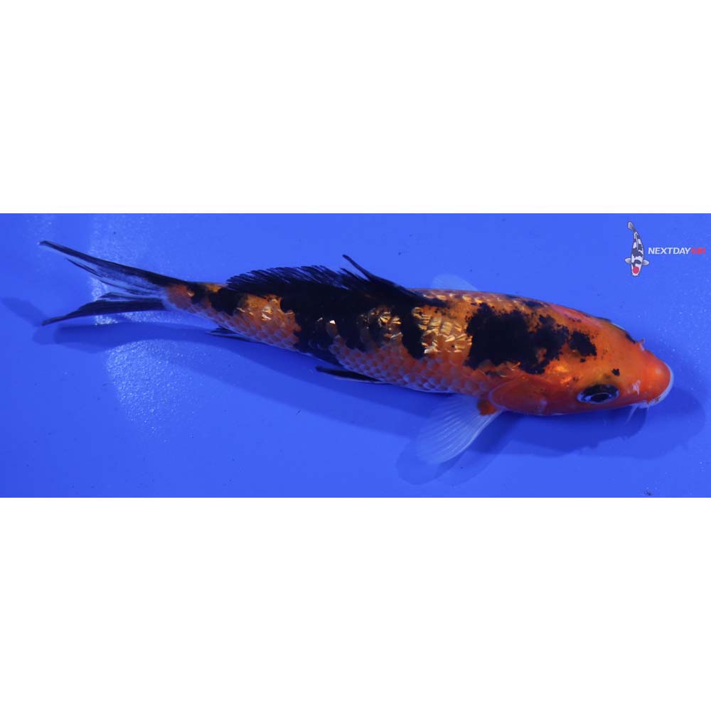 4.5” Imported Gin Rin Aka Sanke