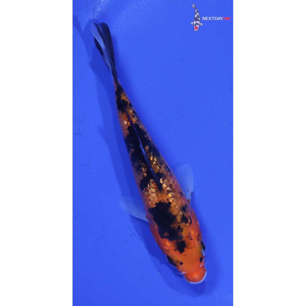 4.5” Imported Gin Rin Aka Sanke