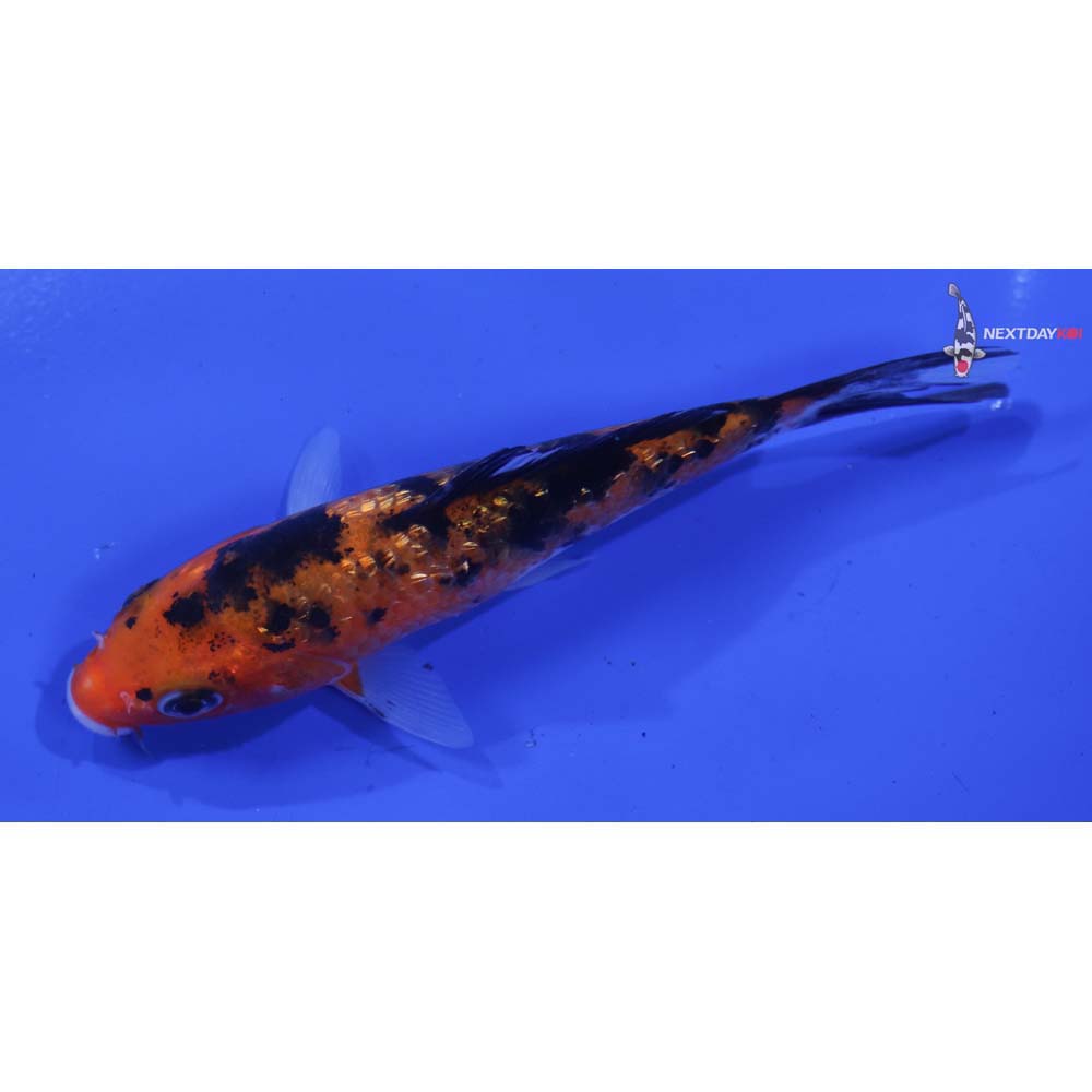 4.5” Imported Gin Rin Aka Sanke