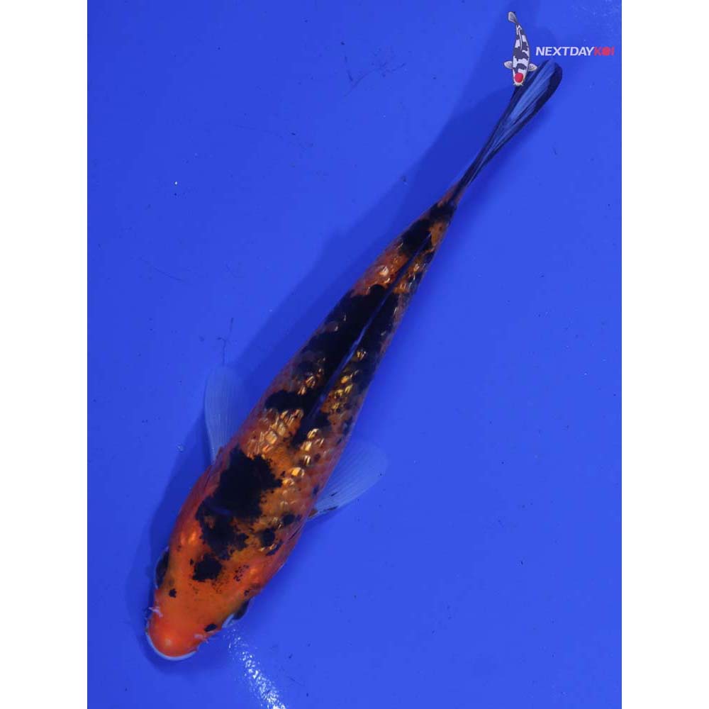 4.5” Imported Gin Rin Aka Sanke