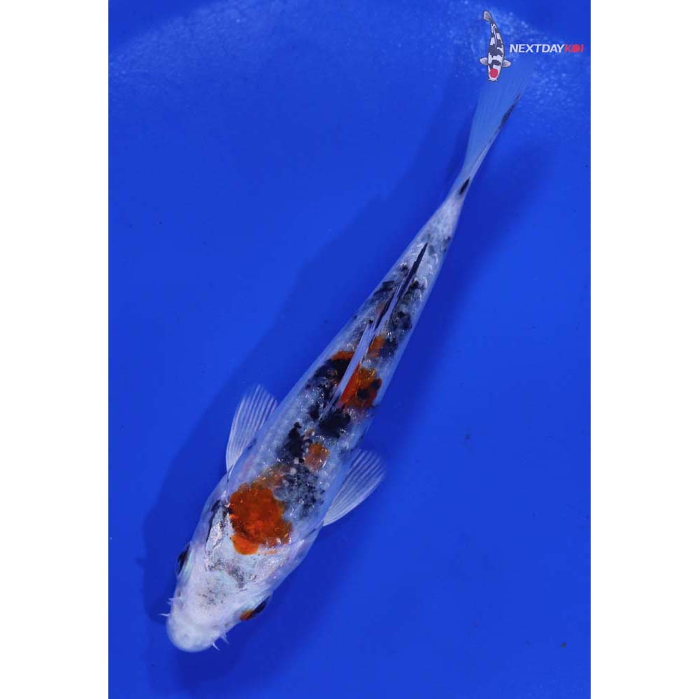 4.5” Imported Yamato Nishiki