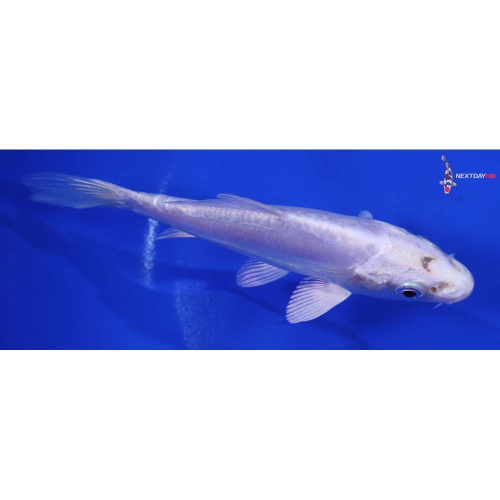 4.5” Imported Doitsu Platinum Ogon