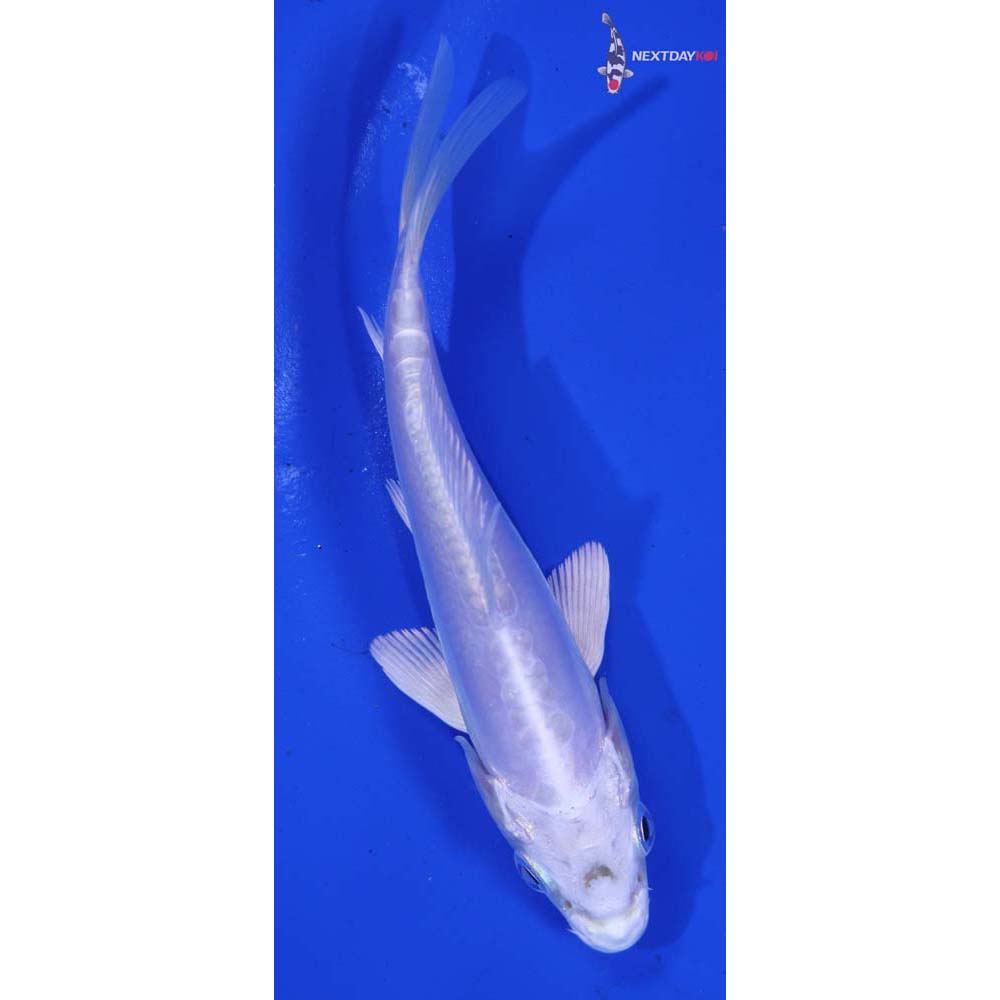 4.5” Imported Doitsu Platinum Ogon