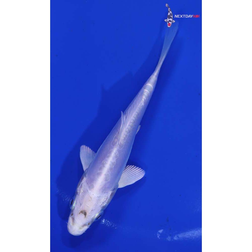 4.5” Imported Doitsu Platinum Ogon