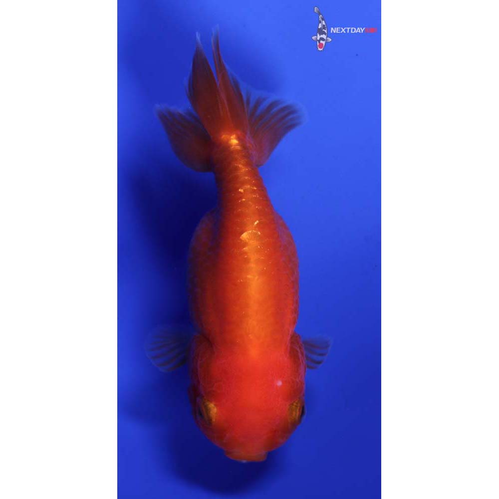 3.5” Imported Red Ranchu