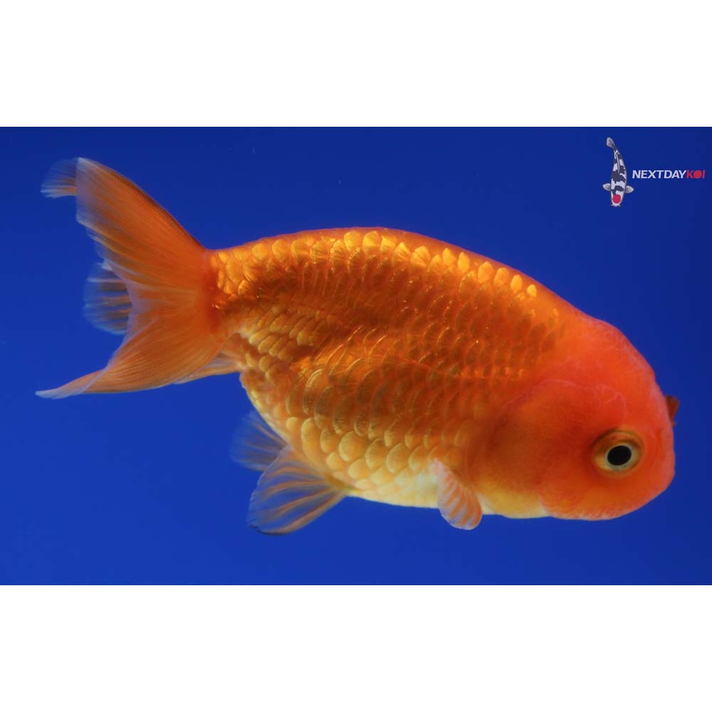 3.5” Imported Red Ranchu