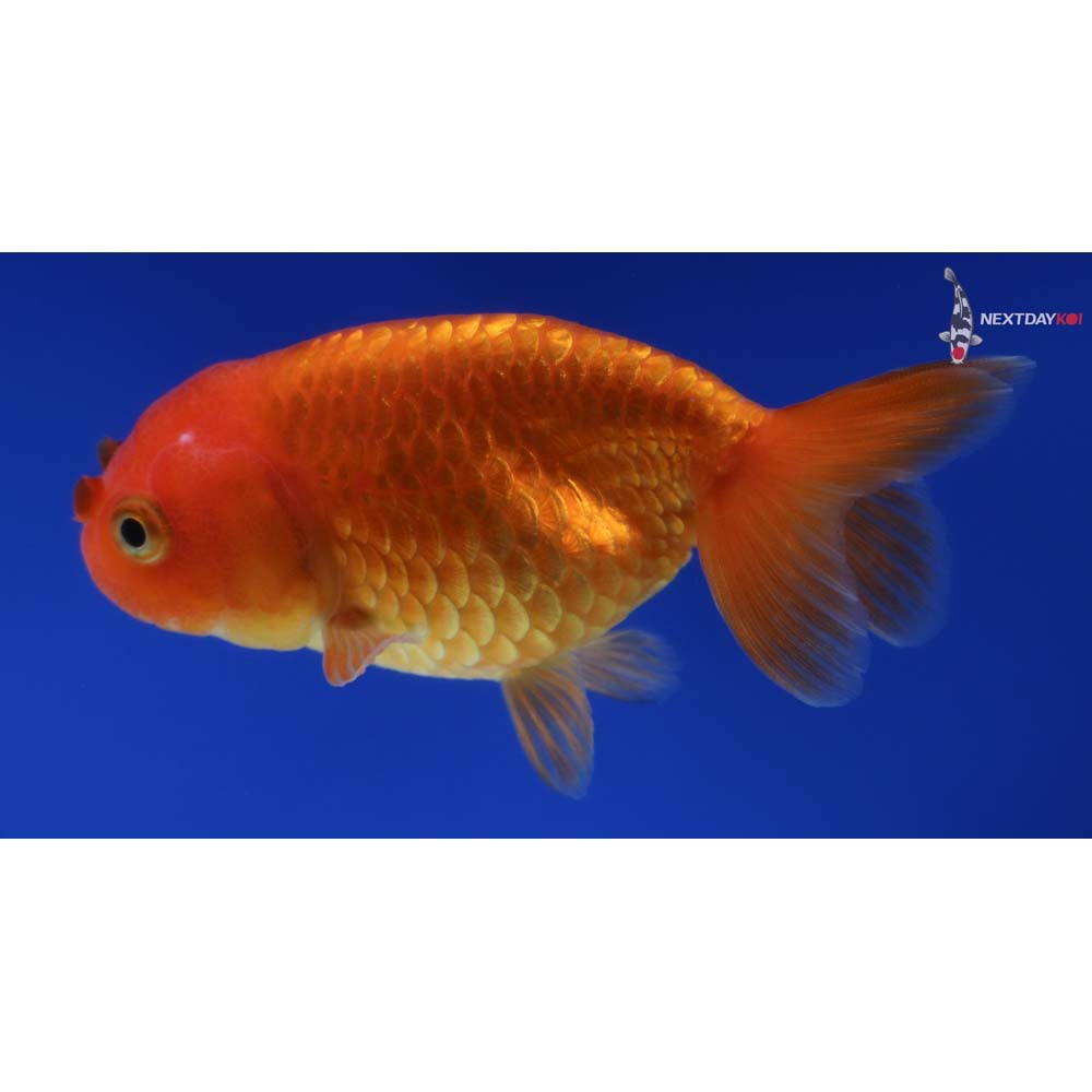 3.5” Imported Red Ranchu