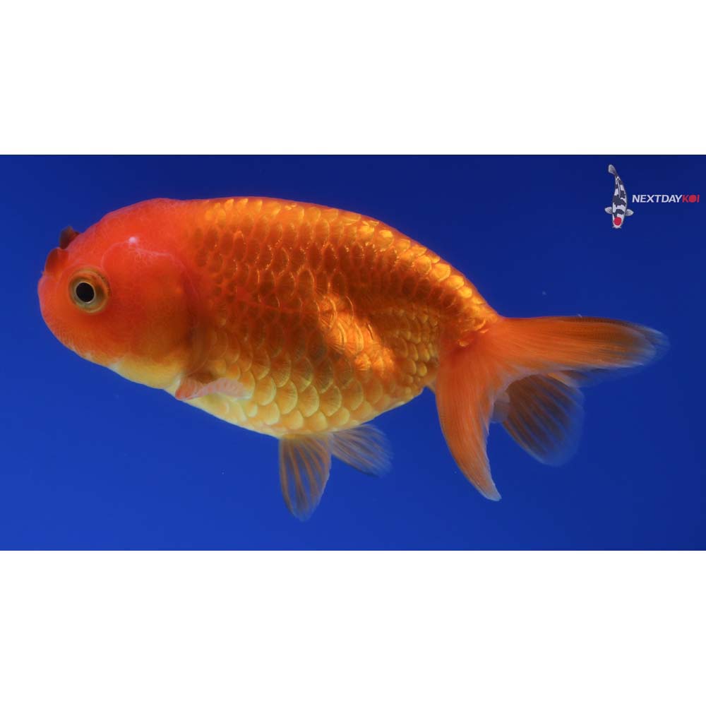 3.5” Imported Red Ranchu