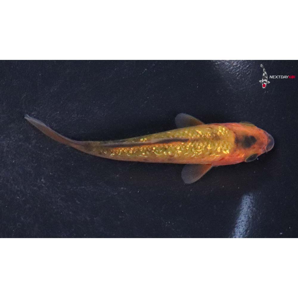 3” Imported Gin Rin Chagoi