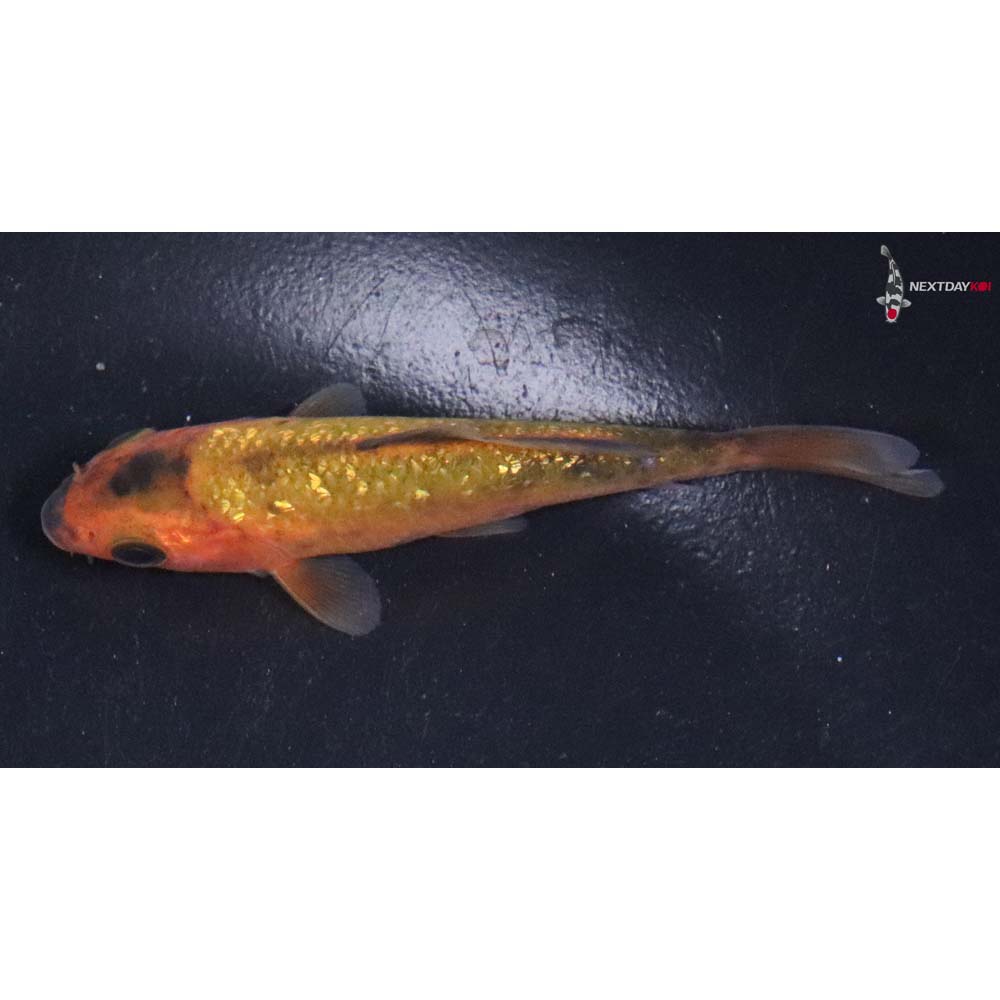 3” Imported Gin Rin Chagoi