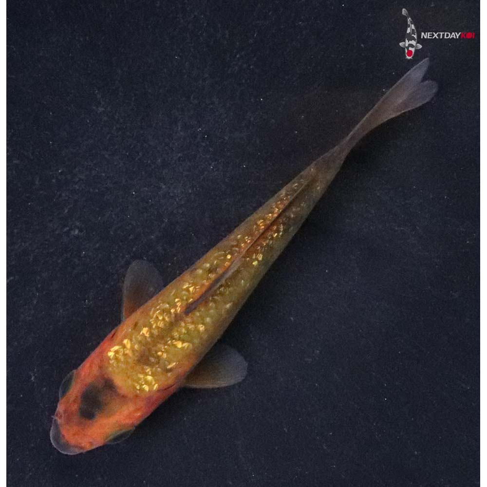 3” Imported Gin Rin Chagoi